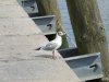 CIMG0532_jpg