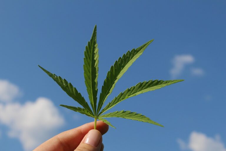 Wie beeinflusst Cannabis unsere regionale Wirtschaft?